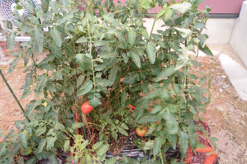 「トマト対策」