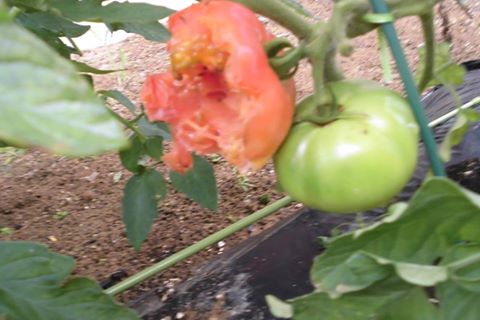 「無農薬野菜の美味しさにやられてしまった・・・・・・」